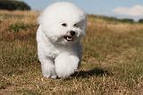 BICHON FRISE 061